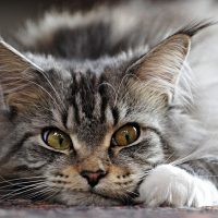 Смешная кошачья мордашка