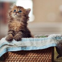 Котёнок вылезает из корзинки
