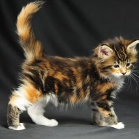 Милая трёхцветная кошечка