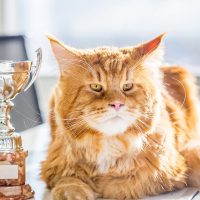 Кот-чемпион с кубком