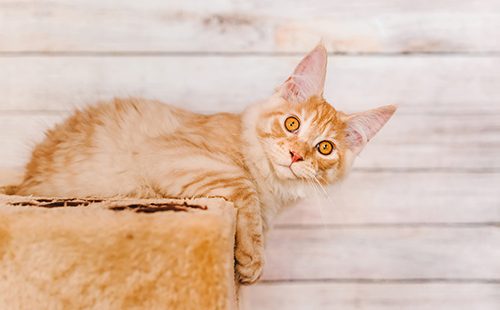 Рыжий котёнок мейн-кун