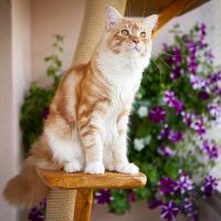 Котёнок сидит на подставке для цветов