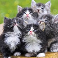 Уморительные пушистые котята