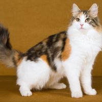 Красивая трёхцветная кошка