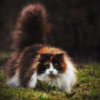 Охотник с пушистым хвостом