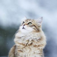 Норвежская лесная кошка любуется снежинками