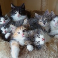 Пушистые лесные котята