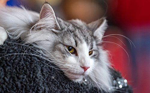 Портрет лежащего кота