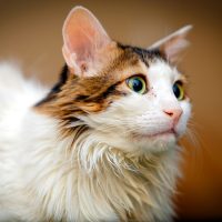 Портрет норвежской лесной кошки