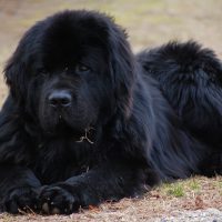 Большой лежащий пёс