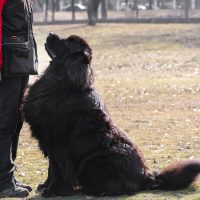 Ньюфаундленд слушает тренера