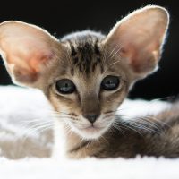 Лопоухий котёнок