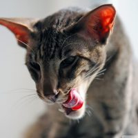 Серая кошка облизывается