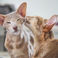 Две кошки здороваются