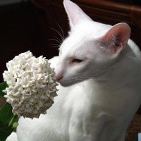 Белая кошка нюхает цветок