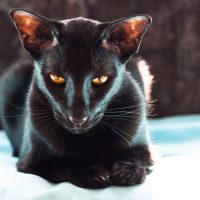 Чёрная кошка с огненными глазами