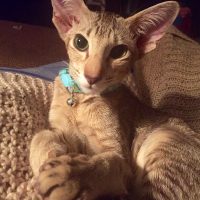 Смешной котёнок сложил лапки