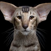Портрет ушастого кота