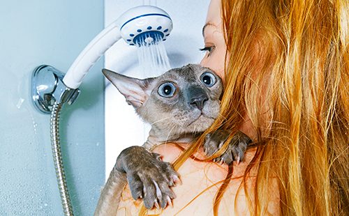 Рыжая девушка и кот в душе