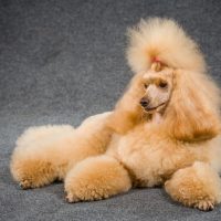 Красивый коричневый королевский пудель