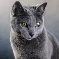 У кошки изумрудные глаза