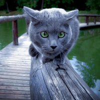 Кот на перилах моста