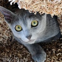 Кошечка играет в прятки
