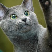 Круглоглазый кот играет