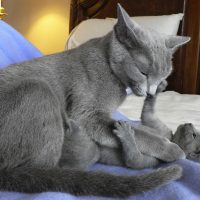Кошка с котёнком