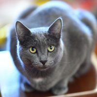 Русская голубая кошка лежит