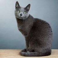 Русская голубая кошка сидит