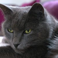 Взгляд роскошного кота