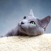 Портрет породистой кошки