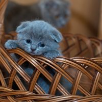 Крохотный котёнок в корзине