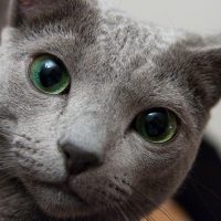 Серьёзный зеленоглазый кот