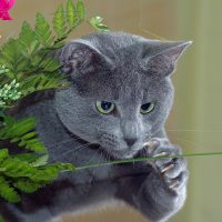 Кот ловит стебелёк