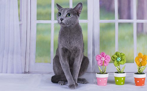 Кошка сидит перед большим окном
