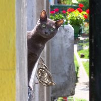 Смешная кошка высунулась из окна