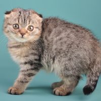Портрет вислоухого котёнка