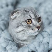Серая кошка на сером покрывале