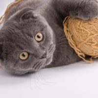 Кот играет с клубком