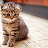 Смешной маленький котёнок