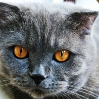 Портрет серого кота