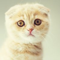 Портрет кремового котёнка