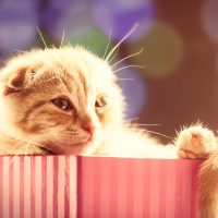 Дремлющий скоттиш-фолд