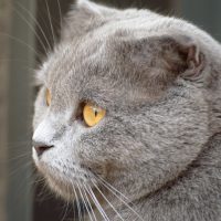 Круглая морда породистого кота