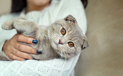 Женщина держит милую кошку