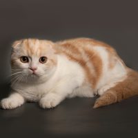 Белая с рыжим кошка
