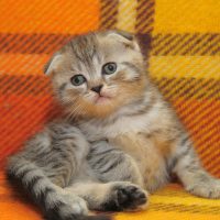 Котёнок сидит на диване