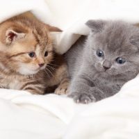 Два шотландских котёнка